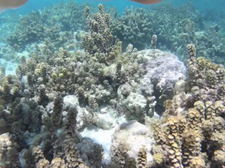 Snorkeling trips with hot tourists - Nudist Video